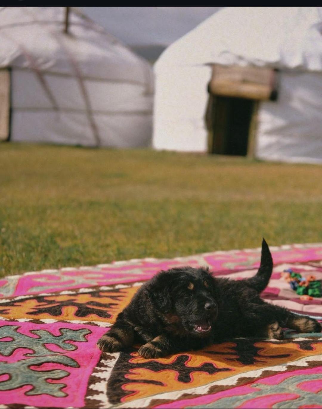 Zalkar Yurt Camp Otel Song-Kul Dış mekan fotoğraf